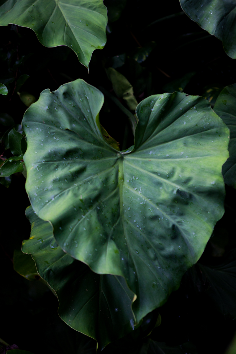 Illustration for article titled TRIGANA : THE PLANTS